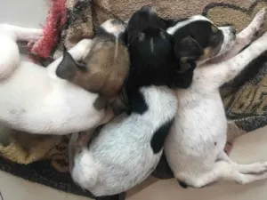 Cachorro raça  idade 2 a 6 meses nome Não tem nome