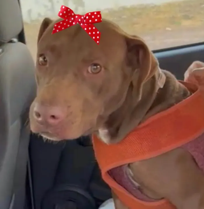 Cachorro ra a Mestiça  idade 1 ano nome Samanta 