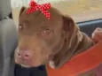 Samanta 