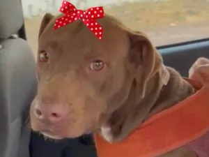 Cachorro raça Mestiça  idade 1 ano nome Samanta 