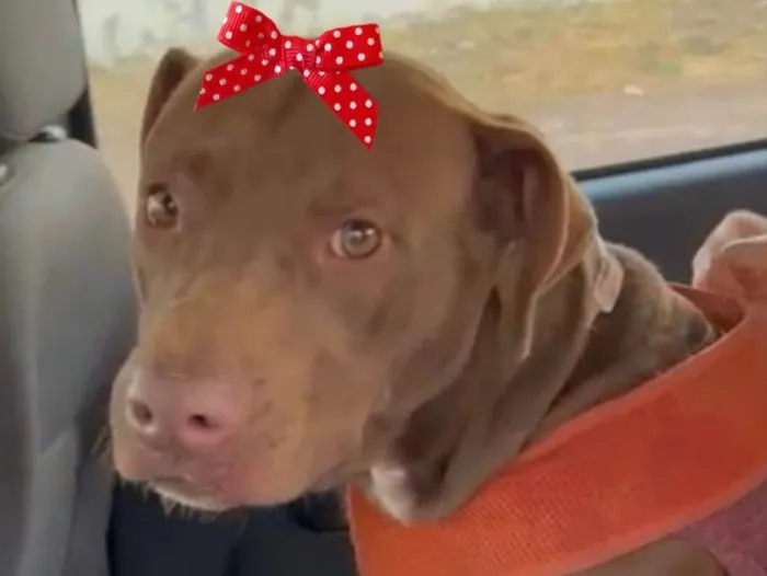 Cachorro ra a Mestiça  idade 1 ano nome Samanta 