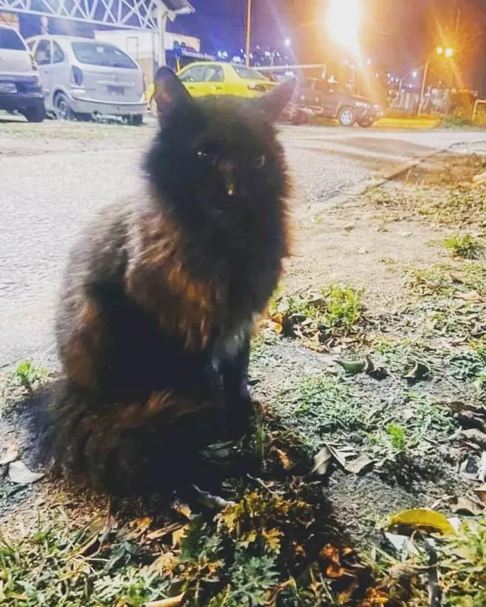 Gato ra a Srd idade 1 ano nome Fofão 