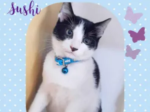 Cachorro raça  idade 2 a 6 meses nome Sushi 