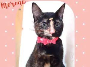 Gato raça  idade 2 a 6 meses nome Morena 