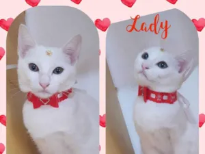 Gato raça  idade 2 a 6 meses nome Lady 