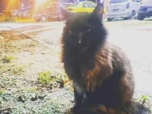 Gato raça Srd idade 1 ano nome Fofão 