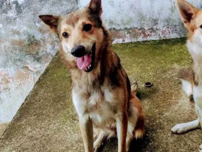 Cachorro raça Srd idade 2 a 6 meses nome Naná 