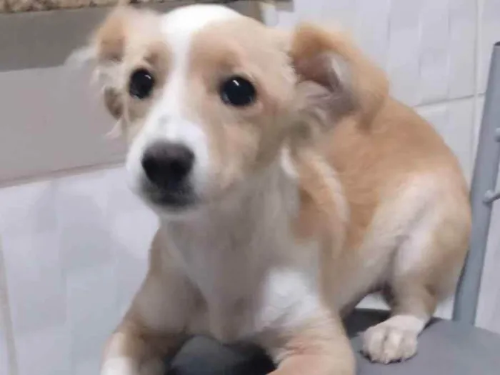 Cachorro ra a SRD idade 2 a 6 meses nome Alemão 