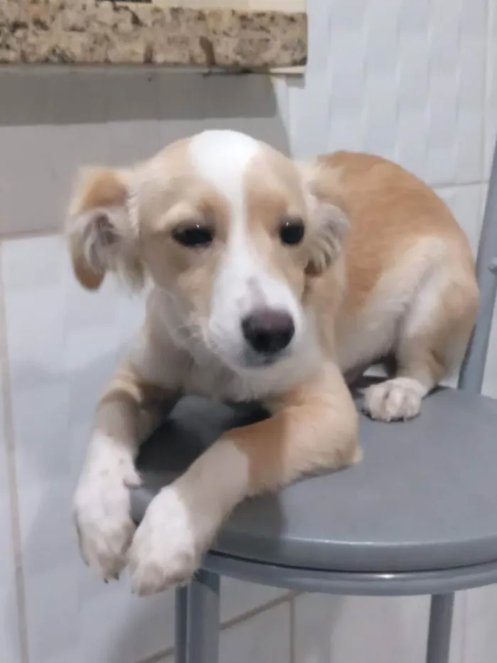 Cachorro ra a SRD idade 2 a 6 meses nome Alemão 