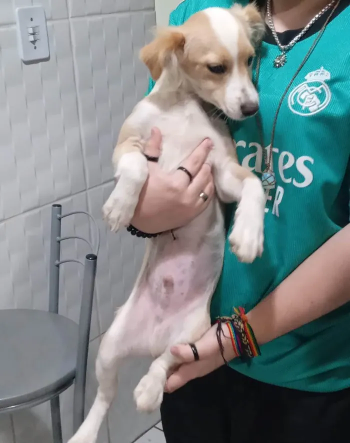 Cachorro ra a SRD idade 2 a 6 meses nome Alemão 