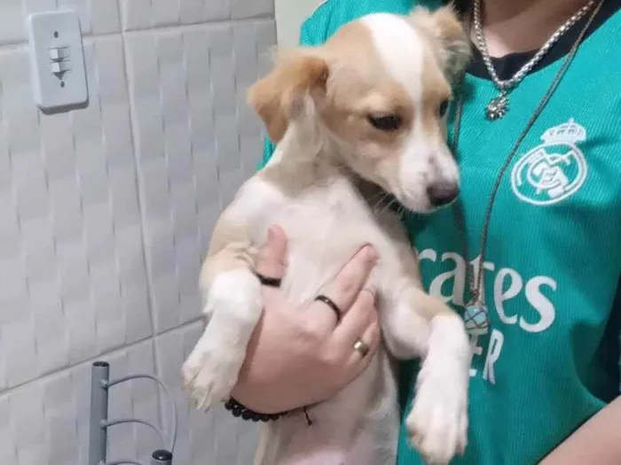 Cachorro ra a SRD idade 2 a 6 meses nome Alemão 