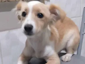 Cachorro raça SRD idade 2 a 6 meses nome Alemão 