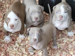 Cachorro raça Pitbull idade Abaixo de 2 meses nome Fabinho