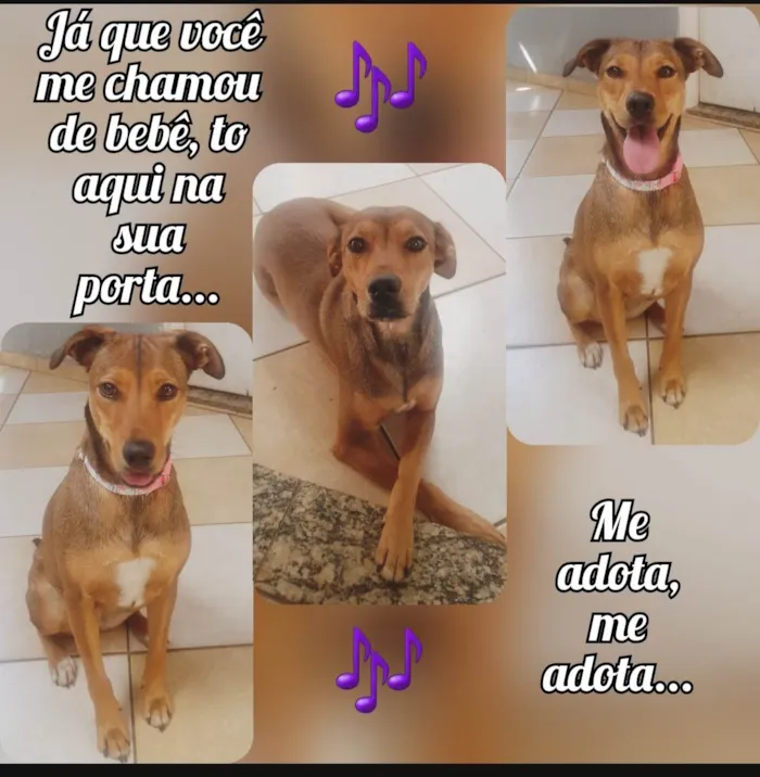 Cachorro ra a Sem Raça idade 2 anos nome Moana