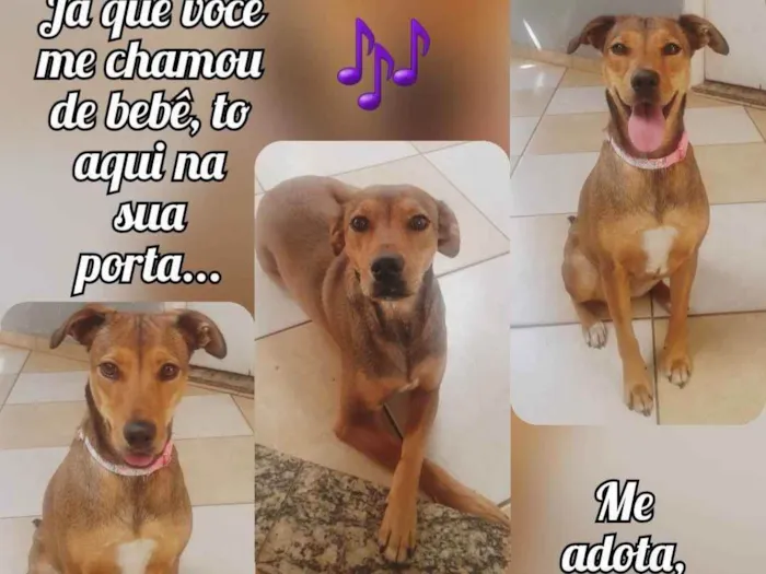 Cachorro ra a Sem Raça idade 2 anos nome Moana