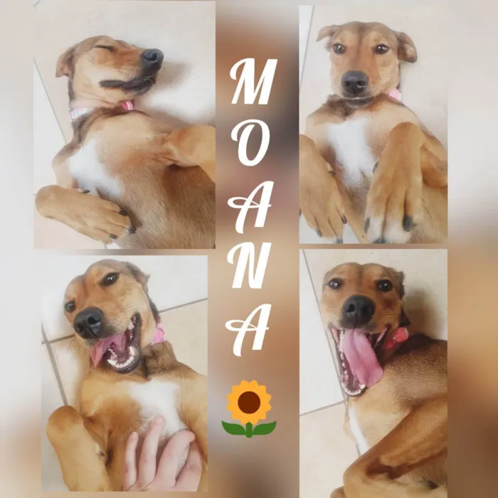 Cachorro ra a Sem Raça idade 2 anos nome Moana