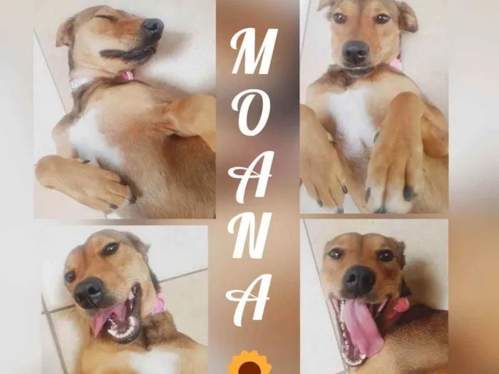 Cachorro ra a Sem Raça idade 2 anos nome Moana