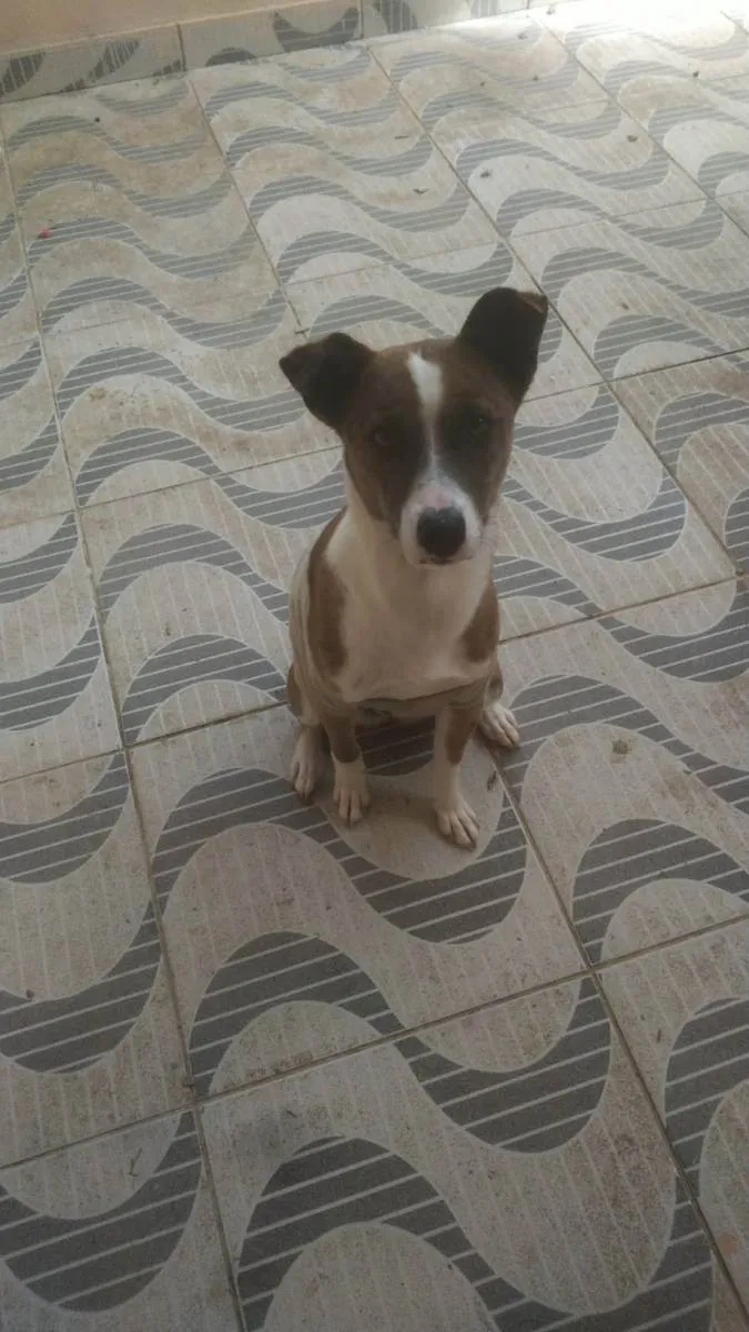 Cachorro ra a Srd idade 7 a 11 meses nome Nari