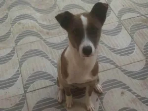 Cachorro raça Srd idade 7 a 11 meses nome Nari