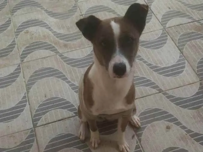 Cachorro ra a Srd idade 7 a 11 meses nome Nari