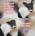 Lilica