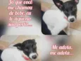 Lilica