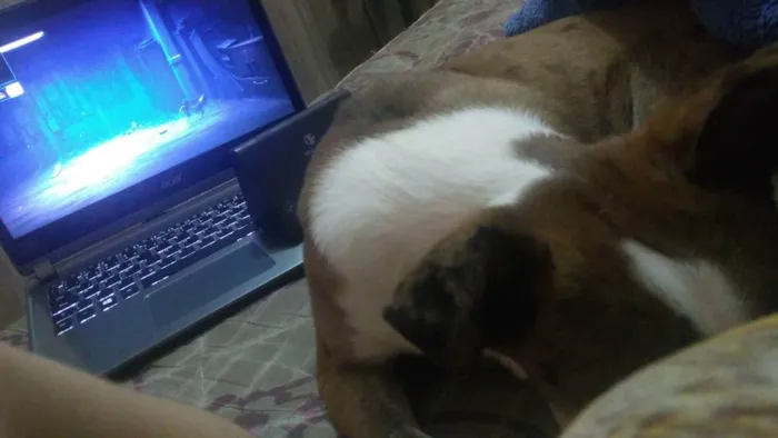 Cachorro ra a Srd idade 7 a 11 meses nome Nari