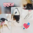 Lilica