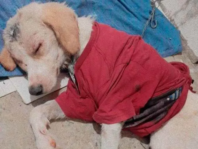 Cachorro ra a Sem Raça Definida idade 2 anos nome Choquito