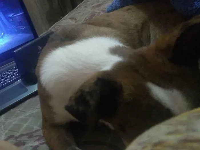 Cachorro ra a Srd idade 7 a 11 meses nome Nari