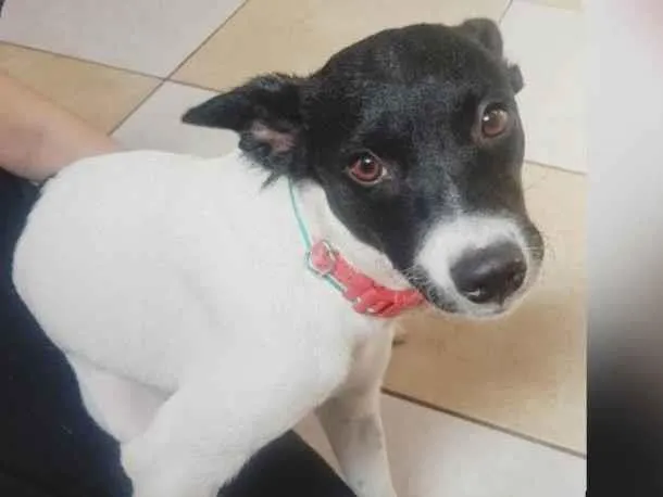 Cachorro ra a Sem Raça idade 7 a 11 meses nome Lilica