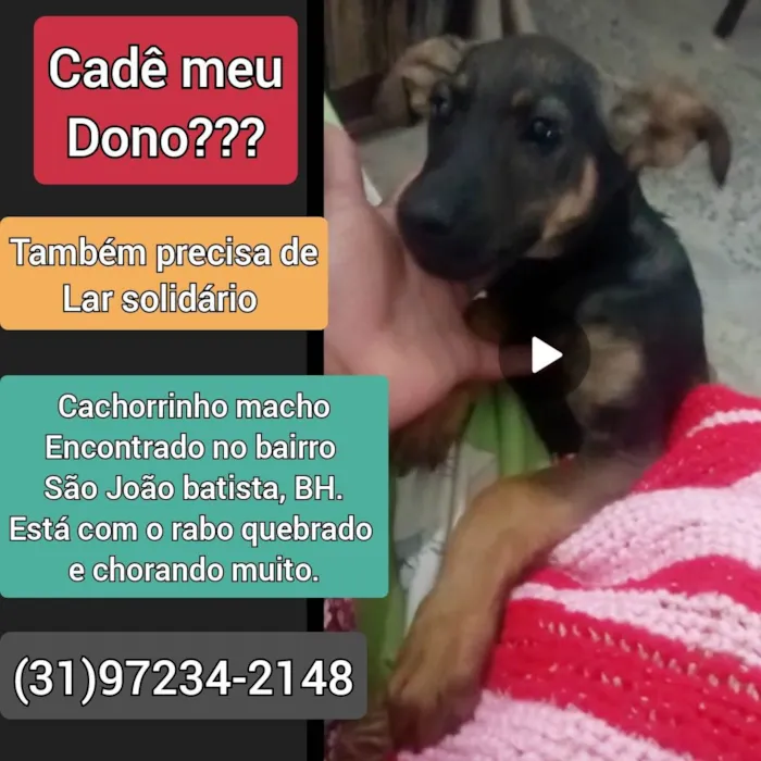 Cachorro raça SRD idade 2 a 6 meses nome Dog