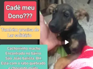 Cachorro raça SRD idade 2 a 6 meses nome Dog