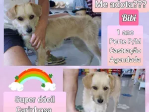 Cachorro raça SRD idade 1 ano nome Bibi