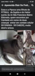 Pipoca 