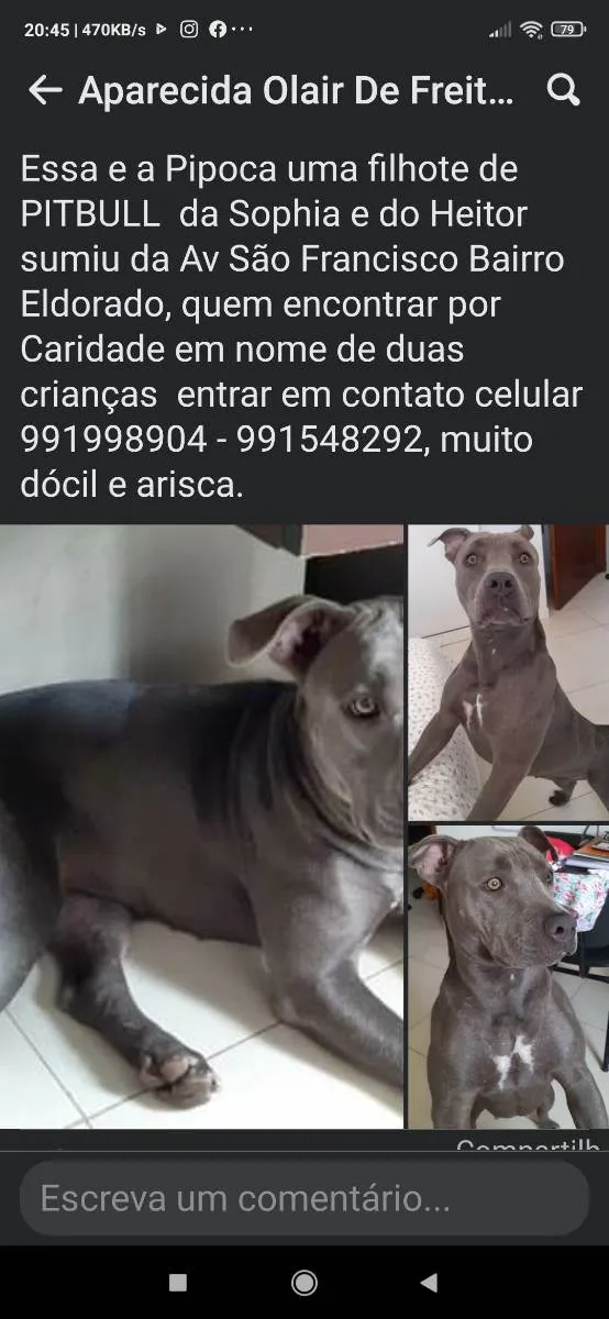 Cachorro ra a Pitt Bull  idade 1 ano nome Pipoca 