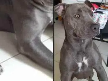 Cachorro ra a Pitt Bull  idade 1 ano nome Pipoca 