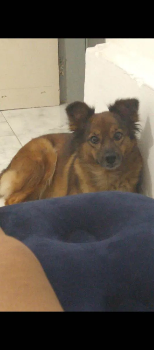 Cachorro ra a Vira-lata  idade 4 anos nome Olivia