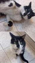 ARTUR Felv+