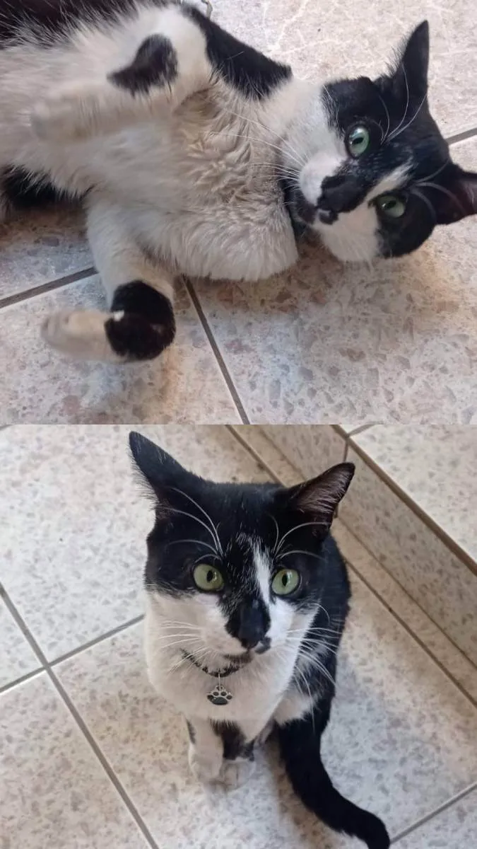 Gato ra a SRD idade 7 a 11 meses nome ARTUR Felv+