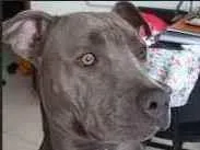 Cachorro ra a Pitt Bull  idade 1 ano nome Pipoca 