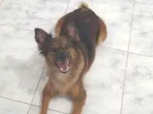 Cachorro raça Vira-lata  idade 4 anos nome Olivia