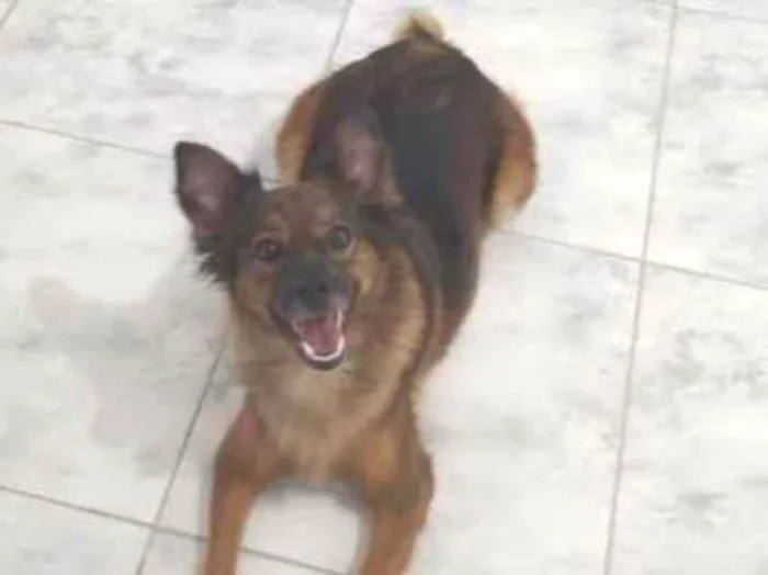 Cachorro ra a Vira-lata  idade 4 anos nome Olivia