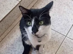 Gato raça SRD idade 7 a 11 meses nome ARTUR Felv+