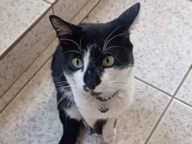 Gato ra a SRD idade 7 a 11 meses nome ARTUR Felv+