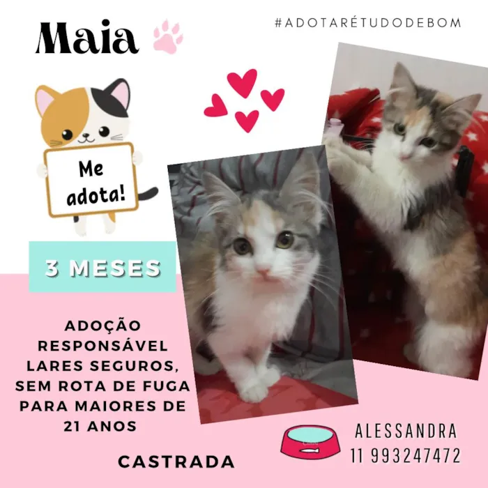 Gato raça Srd idade 2 a 6 meses nome Maia