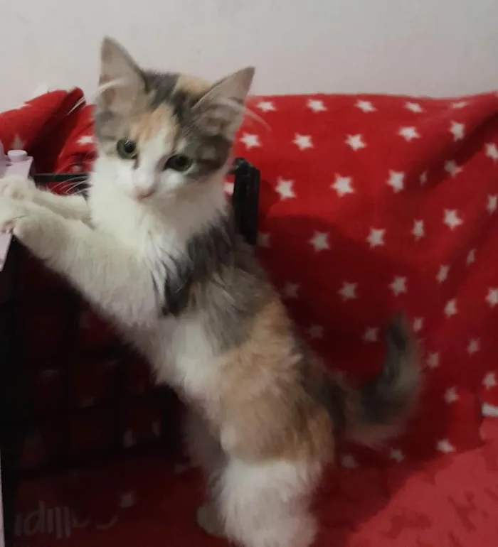 Gato raça Srd idade 2 a 6 meses nome Maia