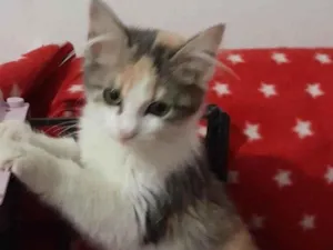 Gato raça Srd idade 2 a 6 meses nome Maia