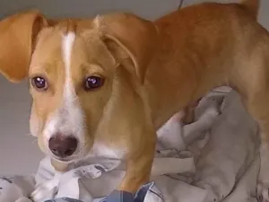 Cachorro raça Srd idade 3 anos nome Bruce