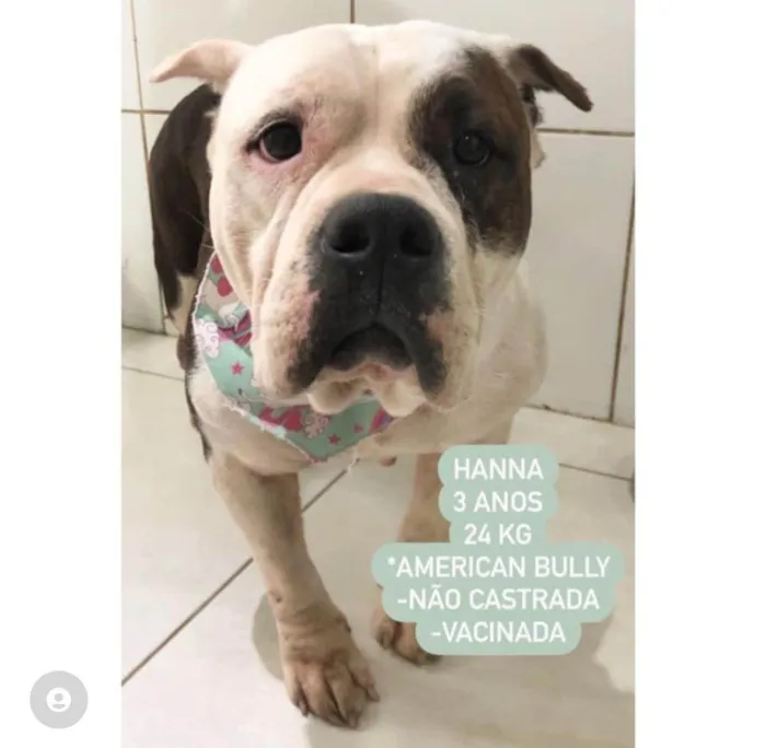 Cachorro raça American Bully  idade 3 anos nome Hanna 